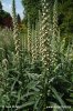 Grecian Foxglove