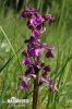 Green-winged Orchid