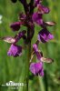 Green-winged Orchid