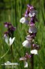 Green-winged Orchid