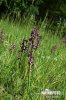 Green-winged Orchid