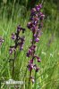 Green-winged Orchid