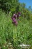 Green-winged Orchid