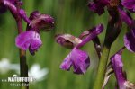 Green-winged Orchid