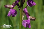 Green-winged Orchid