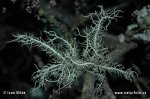 Grisley Beard Lichen