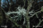 Grisley Beard Lichen