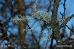 Grisley Beard Lichen