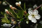 Ground Cherry