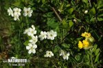 Ground Cherry