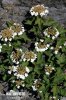 Guelder-rose