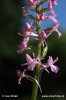 Gymnadénie moucheron - Orchis moustique