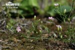 Gypsophila muralis