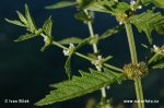 Gypsywort