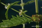 Gypsywort