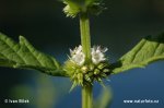 Gypsywort