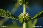 Gypsywort