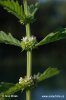 Gypsywort