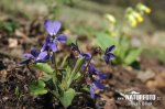 Hairy Violet