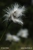 Hare'S-Tail Cottongrass