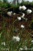 Hare'S-Tail Cottongrass