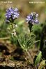 Harewell speedwell