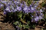 Harewell speedwell