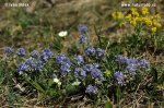 Harewell speedwell