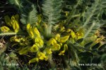 Hart's Milk Vetch