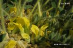 Hart's Milk Vetch