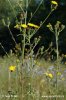 Hawkweed Ox-tongue