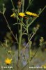 Hawkweed Ox-tongue