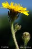 Hawkweed Ox-tongue