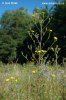 Hawkweed Ox-tongue