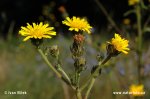 Hawkweed Ox-tongue