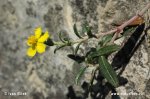 Helianthemum canum