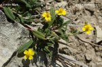 Helianthemum canum