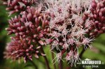 Hemp Agrimony