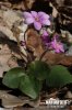 Hepatica nobilis