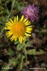 Inula britannica