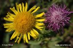 Inula britannica