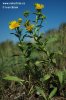 Inula britannica