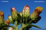 Inula conyzae