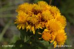 Inula germanica
