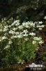 Irish Saxifrage