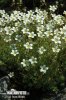 Irish Saxifrage