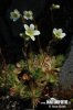 Irish Saxifrage