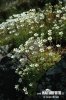 Irish Saxifrage