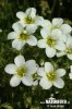 Irish Saxifrage