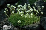 Irish Saxifrage